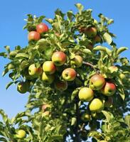 ai généré une magnifique vert Pomme arbre. ai généré photo