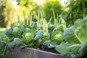 ai généré Frais biologique Bruxelles choux croissance dans le jardin. croissance posséder des fruits, des légumes. ai généré photo