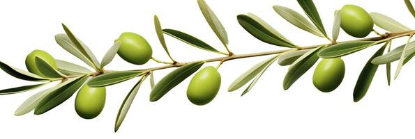 ai généré olive arbre bifurquer, vert Olives et feuilles sur blanc Contexte. ai généré. photo