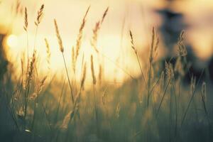 ai généré sauvage herbe dans le forêt à le coucher du soleil. abstrait été la nature Contexte. génératif ai photo