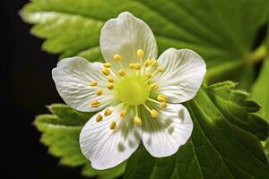 ai généré fraise fleur. ai généré photo