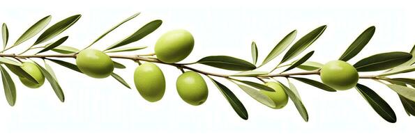 ai généré olive arbre bifurquer, vert Olives et feuilles sur blanc Contexte. ai généré. photo