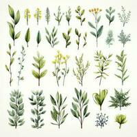 ai généré collection de aquarelle herbes clipart sur blanc Contexte. ai généré photo