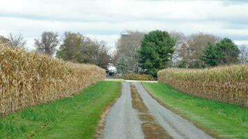 le récolte blé champ vue avec le coloré l'automne des arbres comme Contexte dans l'automne photo