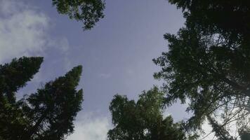 vert forêt. arbre avec vert feuilles bas vue Contexte. bas vue de grand vieux des arbres dans à feuilles persistantes primitif forêt. bleu ciel dans Contexte photo