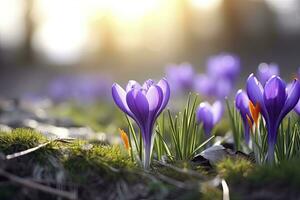 ai généré printemps violet crocus fleur. ai généré photo