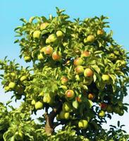 ai généré une magnifique vert Pomme arbre. ai généré photo