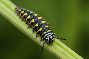 ai généré chenille queue d'aronde papillon. généré ai. photo