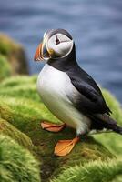 ai généré macareux oiseau sur une vert herbe correctif. ai généré photo