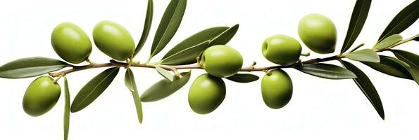 ai généré olive arbre bifurquer, vert Olives et feuilles sur blanc Contexte. ai généré. photo