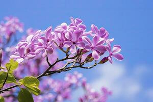 ai généré lilas en dessous de bleu ciel. ai généré photo