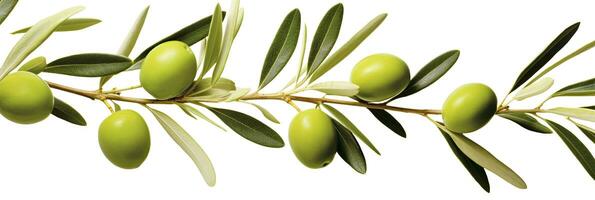 ai généré olive arbre bifurquer, vert Olives et feuilles sur blanc Contexte. ai généré. photo