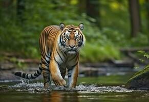 ai généré amour tigre en marchant dans le l'eau. dangereux animal. animal dans une vert forêt flux. génératif ai photo