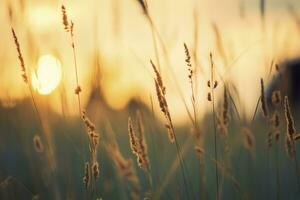 ai généré sauvage herbe dans le forêt à le coucher du soleil. abstrait été la nature Contexte. génératif ai photo