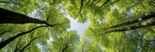 ai généré à la recherche en haut à le vert hauts de des arbres. ai généré photo