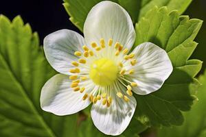 ai généré fraise fleur. ai généré photo