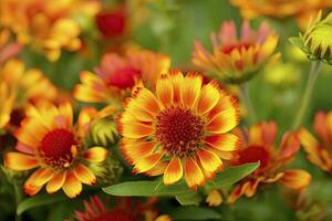 ai généré gaillardia ou couverture fleur. brillant et coloré nuances de chaud tons. ai généré photo