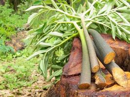 le konjac est placé sur un arbre photo