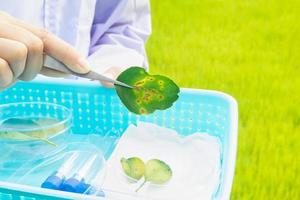 scientifique ou enseignant montrant une feuille de citron photo