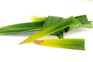 feuilles de pandan endommagées par l'agent pathogène de l'anthracnose photo