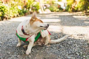 un chien essaie de se gratter la peau. photo