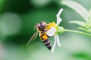 abeille sur une fleur photo