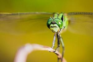 capture de libellule sur le dessus de l'herbe qui est synonyme de calme et de relaxation.image pour fond vert naturel.