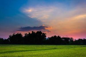 champ de riz de la thaïlande avec ciel bleu et nuage blanc photo