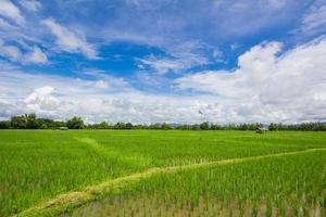 champ de riz de la thaïlande avec ciel bleu et nuage blanc