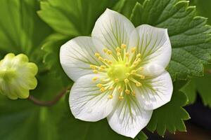 ai généré fraise fleur. ai généré photo