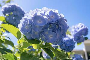 ai généré bleu français hortensia en dessous de bleu ciel. ai généré photo