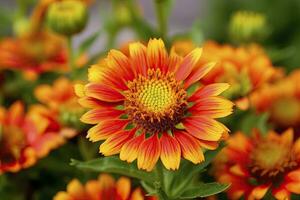 ai généré gaillardia ou couverture fleur. brillant et coloré nuances de chaud tons. ai généré photo