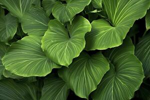 ai généré une plante avec beaucoup de grand vert feuilles. ai généré photo