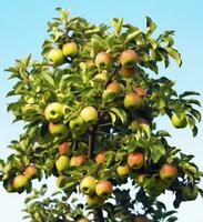 ai généré une magnifique vert Pomme arbre. ai généré photo