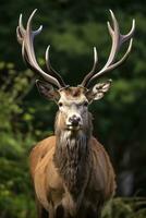 ai généré proche en haut de rouge cerf cerf. ai généré photo