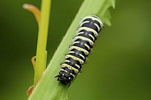 ai généré chenille queue d'aronde papillon. généré ai. photo