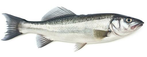 ai généré un Frais mer basse poisson isolé sur blanc Contexte. ai généré. photo