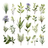 ai généré collection de aquarelle herbes clipart sur blanc Contexte. ai généré photo