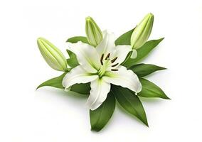 ai généré magnifique Frais lis fleur avec vert feuilles, isolé sur blanc Contexte. ai généré photo