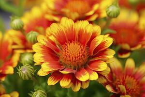 ai généré gaillardia ou couverture fleur. brillant et coloré nuances de chaud tons. ai généré photo