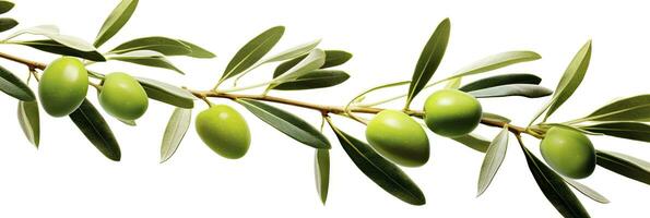 ai généré olive arbre bifurquer, vert Olives et feuilles sur blanc Contexte. ai généré. photo