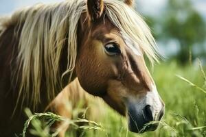 ai généré marron cheval avec blond cheveux mange herbe sur une vert Prairie détail de le diriger. ai généré photo