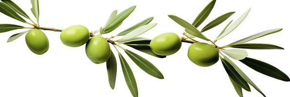 ai généré olive arbre bifurquer, vert Olives et feuilles sur blanc Contexte. ai généré. photo