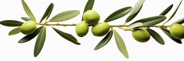 ai généré olive arbre bifurquer, vert Olives et feuilles sur blanc Contexte. ai généré. photo