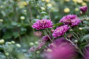 les plus petits chrysanthèmes violets du parc sont sur un fond vert foncé photo