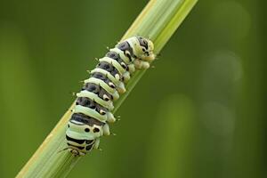 ai généré chenille queue d'aronde papillon. généré ai. photo