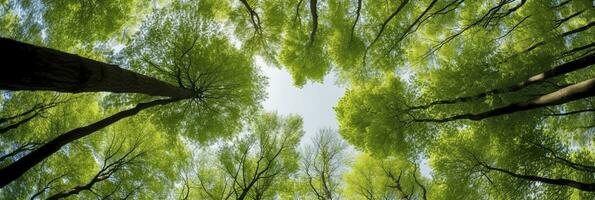 ai généré à la recherche en haut à le vert hauts de des arbres. ai généré photo