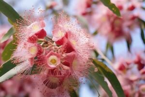 ai généré magnifique gencive arbre rose fleurs et bourgeons. ai généré photo