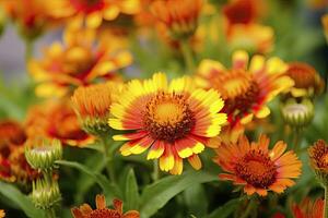 ai généré gaillardia ou couverture fleur. brillant et coloré nuances de chaud tons. ai généré photo