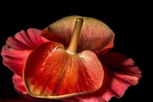 Arrangement de fleur d'anthurium rouge sur fond noir au Brésil photo